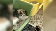 Смешные видео С ЖИВОТНЫМИ 😊 Самые смешные КОШКИ😺 и СОБАКИ🐶