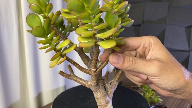 Minha primeira Jade - Poda drástica - Como podar a jade ( bonsai )