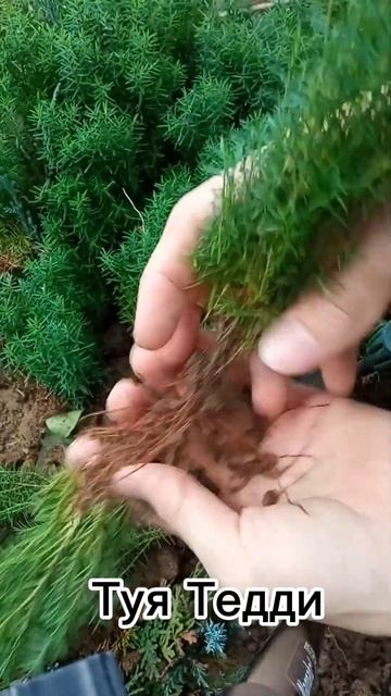 Укорененные черенки туя Тедди. Отправляю почтой