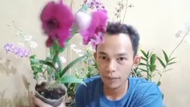 Live Anggrek Dendrobium Shavin White...Wa 088802000559