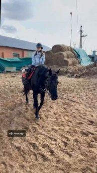 Верховая езда. Лошади, как их можно не любить