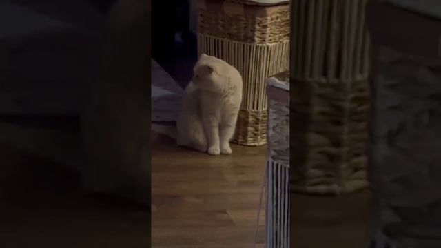 VID_20250420_161158_854.mp4