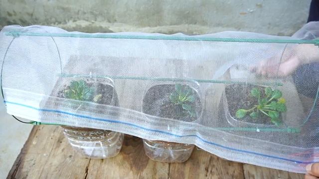 Tips for growing vegetables in plastic bottles are very easy and quick to grow