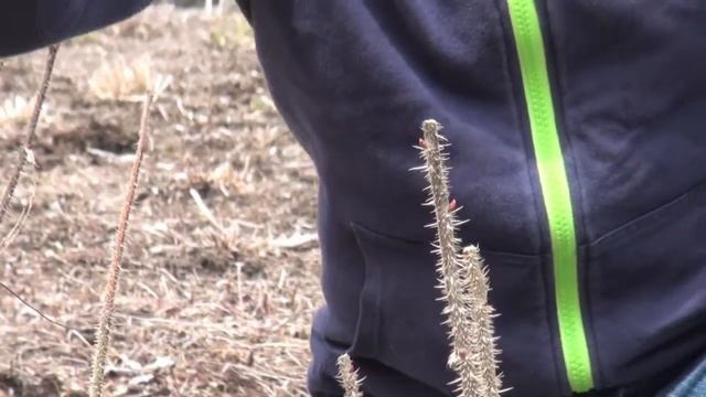 ポール・スミザー　rose pruning　ハマナスの剪定