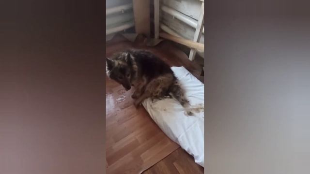 Тольятти. В моём доме нашли убежище бездомные животные.