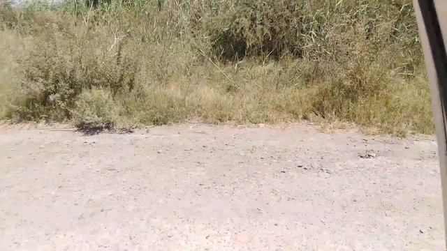 Узбекистан Сирдарё Калгансыр