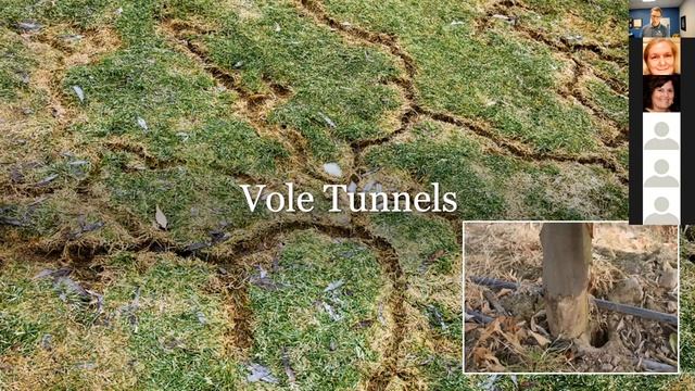 Moles and Other Pesky Diggers