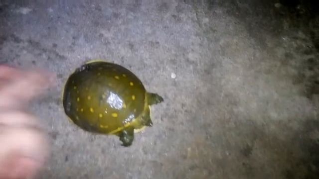 Baby playing with turtle