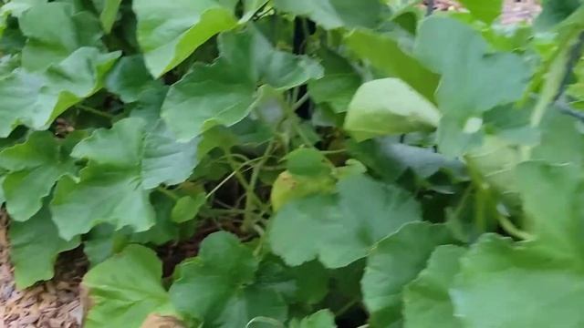 What is the Best Tasting Cantaloupe? How to Harvest a Cantaloupe? The Charentais 🍈