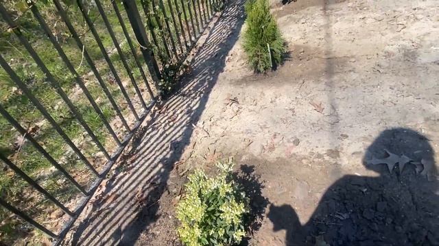 Непрофессиональный Дизайн Миксбордера с Расчетом на Успех