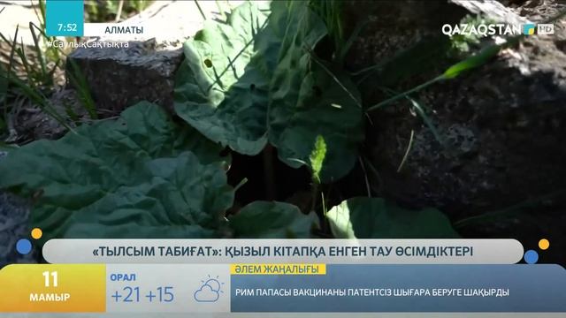 Рауғаш гүлі тек Іле Алатауының бөктерінде ғана өседі