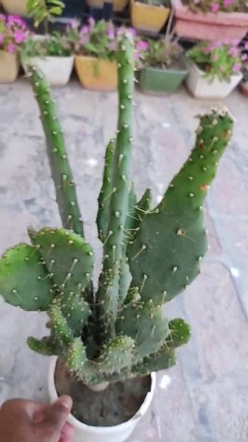 SEE BEAUTIFUL CACTUS 🌵 #cactus #cacti #plant #bloomingcraft
