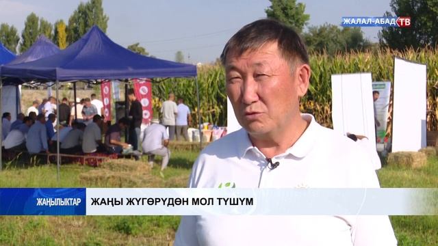 1 гектар жерден 17 тонна жүгөрү. Жалал-Абад медиаборбору