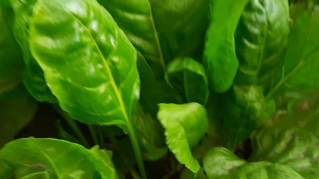 Результаты  выращивания  почвы: хороший урожай и отсутствие болезней.