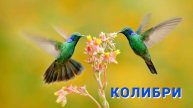 Самое маленькое чудо природы — колибри