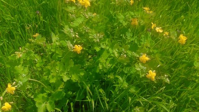 Чистотел цветение