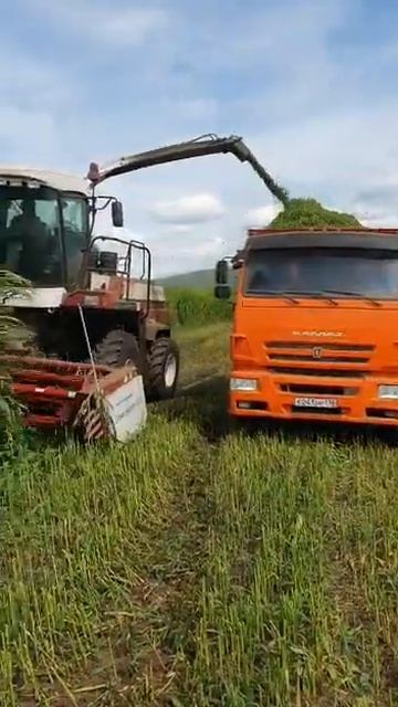 Уборка силоса
