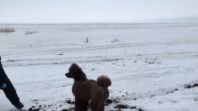 Мишелька на заливе