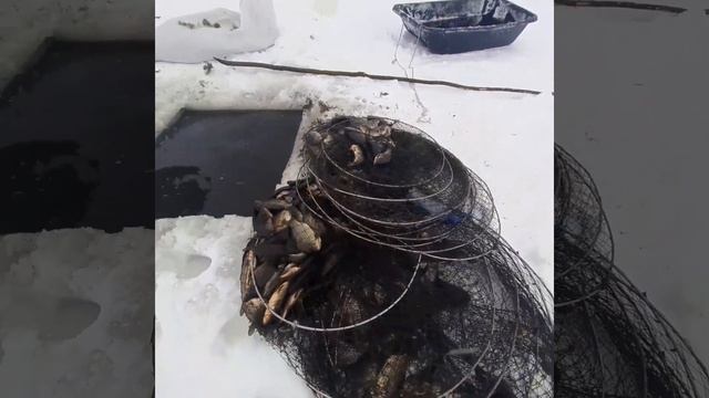 Начинаю закрывать Зимнюю рыбалку  на Вентеля.