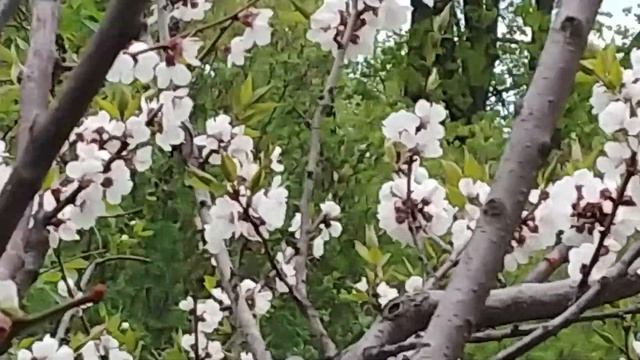 Цветение абрикоса обыкновенного в ГБС АН РФ им. Цицина