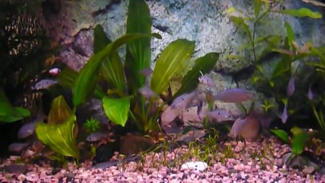 малёк геофагуса