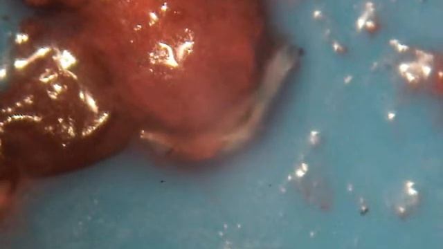 Larva Drosophila suzukii