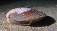 EL SECRETO DE LA VIDA ETERNA. Almejas de 400 años. Artica Islandica