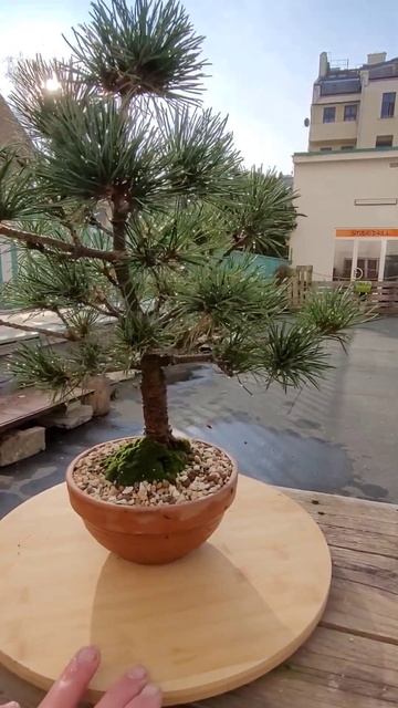 Bonsai pine tree