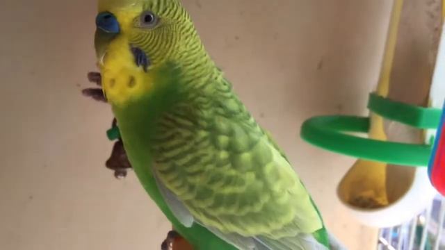 Male Budgie/Parakeet Singing(Kami) (Волнистых попугаев)