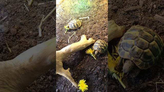 Hermann tortoises eating dandelion flowers