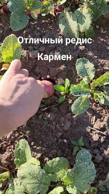 РЕДИС КАРМЕН Несмотря на нашествие крестоцветной блошки, сам редис не пострадал.