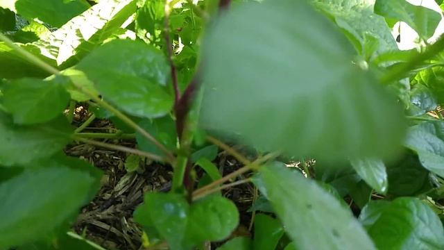 Companion Planting Red Malabar Spinach and Egyptian spinach