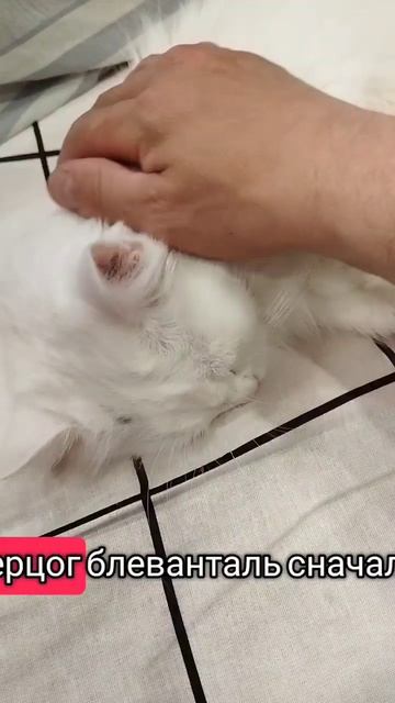 любимые домашние животные