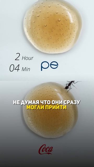 Что муравьи выберут: Coca-Cola или Pepsi