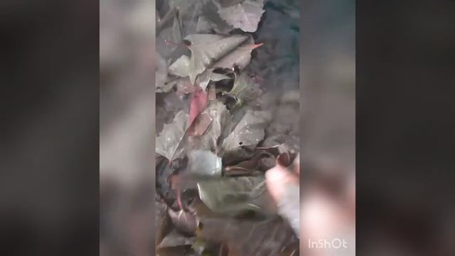 lobodă la uscat și congelator