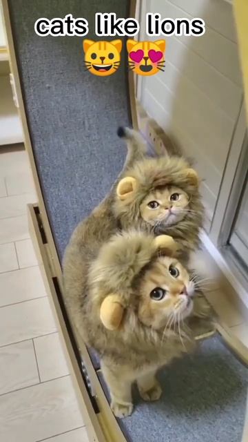 cute cats in lion costume 😼😼#cat #shorts #shortvideo #catlover