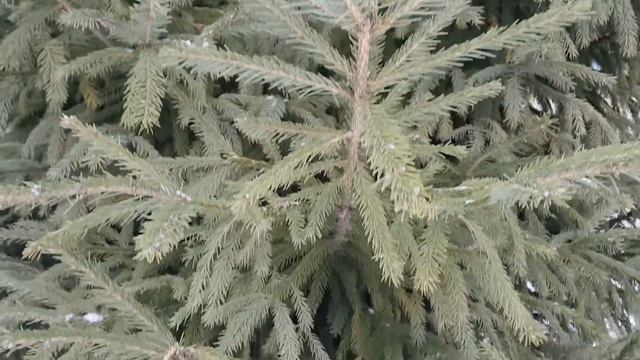 Erzya like trees