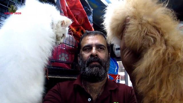 Persian Cat Ginger White & Doll Face With Vaccine Paper | Pets World, Kolkata | 31st December 2022
