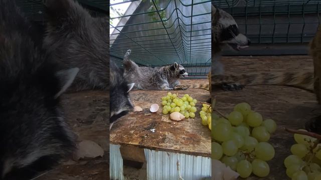 енотик беспредел #енотилюша #помощьбездомнымживотным #тикток #love #animals
