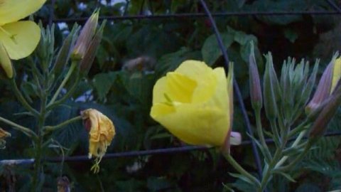 Enotera dopo il tramonto