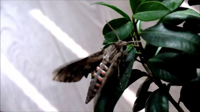 Agrius convolvuli - Hawk Moth / Windenschwärmer