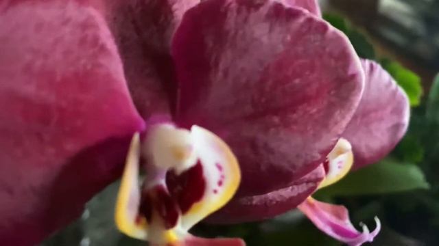 ORCHID DIARIES :  BEAUTY IN THE MUNDANE #phalaenopsisorchids