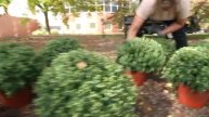Landscape Job Tasks - Planting Perennials & Annuals