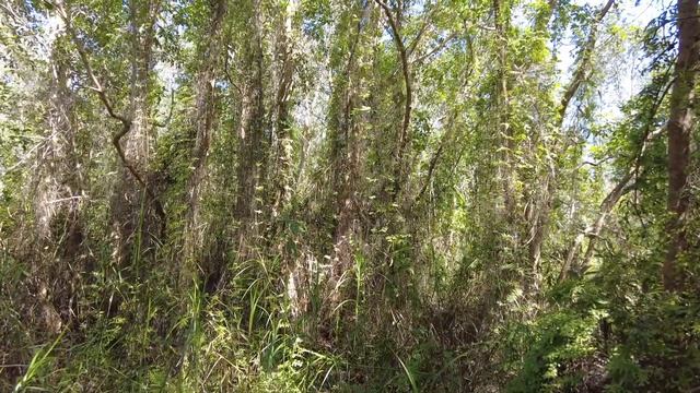 Самец Euploea sp. патрулирует свою территорию