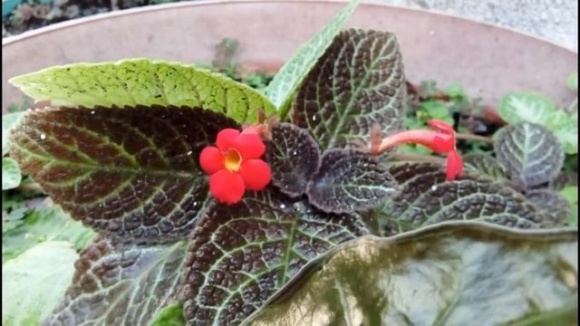 Episcia cupreata o Cirtodeira colección de plantas flores silvestres y de jardín