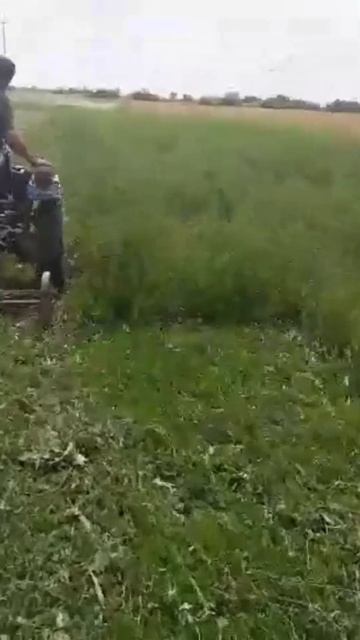 Косимо люцерну