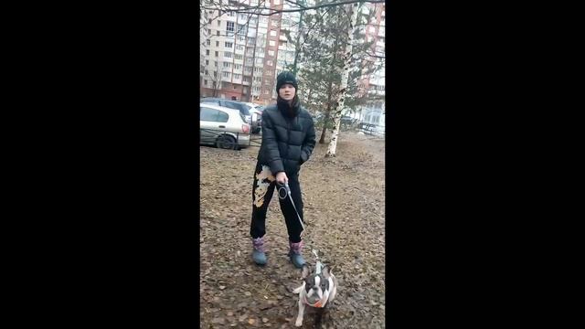 борзая  собачница матершинница