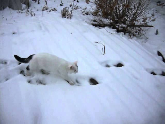Кошка ведет себя как кот | Gata se trata como macho