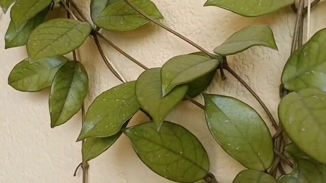 Flor de Cera. Colección Marzo 2022. Hoyas del Sur. Hoya haul.