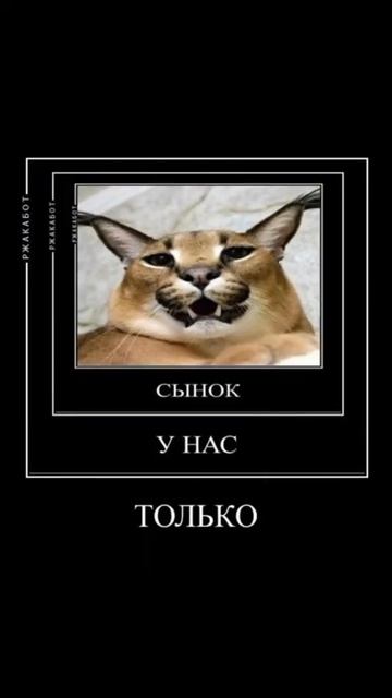 ХОМЯК СМЫЛСЯ